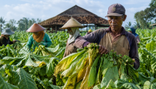 Foto petani tembakau saat panen (Za - garudajatim.com)