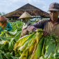 Foto petani tembakau saat panen (Za - garudajatim.com)