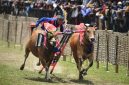 Foto karapan sapi (Istimewa - garudajatim.com)