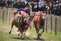 Foto karapan sapi (Istimewa - garudajatim.com)