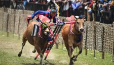 Foto karapan sapi (Istimewa - garudajatim.com)