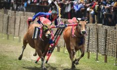 Karapan Sapi Sumenep 2026 Siap Dimulai, Delapan Korwil Berebut Tiket ke Piala Presiden