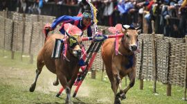Foto karapan sapi (Istimewa - garudajatim.com)