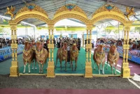 Festival Sapi Sonok Sumenep (Istimewa - garudajatim.com)
