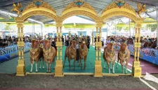 Festival Sapi Sonok Sumenep (Istimewa - garudajatim.com)