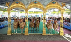 Sapi Sonok 2026: Ketika Warisan Madura Menari di Tengah Denyut Ekonomi Rakyat Sumenep