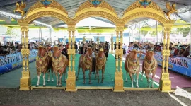 Festival Sapi Sonok Sumenep (Istimewa - garudajatim.com)