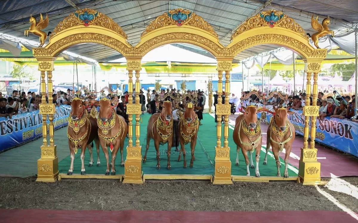 Festival Sapi Sonok Sumenep (Istimewa - garudajatim.com)